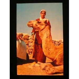  Keeper of Camels, Maroc/Morocco Postcard not applicable 