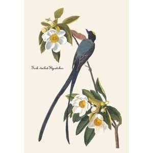 Fork Tailed Flycatcher   Paper Poster (18.75 x 28.5)  