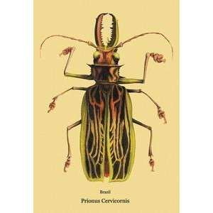  Art Beetle Brazilian Prionus Cervicornis #2   17943 0