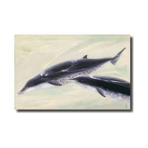  Two Trues Beaked Whales Giclee Print