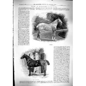  1900 Sport Harness Horse Hack Big Game Animals Shot Prince 