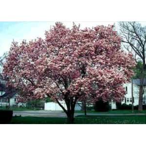  10 Yunan Magnolia Tree Seeds Patio, Lawn & Garden