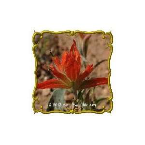  1/4 Lb   Wholeleaf Indian Paintbrush Bulk Wildflower Seeds 