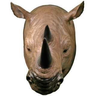 LIFE SIZE taxidermy WALL MOUNTED AFRICAN RHINO HEAD rhinoceros mount 