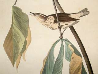 Audubon Havell C1830 Louisiana Water Thrush. Folio 1st  