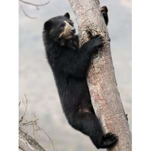 Spectacled Bear Climbing in Tree, Chaparri Ecological Reserve, Peru 