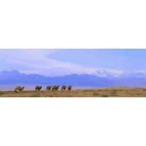  China, Silk Road, Xinjiang Province, Bactrian Camels 