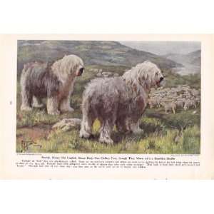 1941 English Sheep Dog Working Dogs Edward Herbert Miner Vintage Dog 