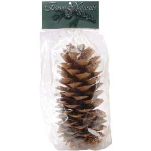  Natural Large Ponderosa Pine Cone