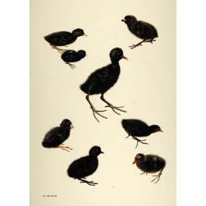 1984 Print Baby Chicks Birds Crakes Rails Lansdowne   Original Print 