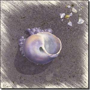  Sea Life Shell Ceramic Accent Tile 12 x 12   Sea Shells 