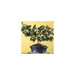 Fragrant Natal Plum Bonsai Plant Gift  Grocery & Gourmet 