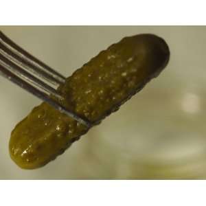  Pickle on a Fork, Fresh from the Jar, Bath, Maine Premium 
