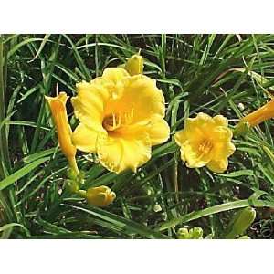  Daylily Stella De Oro **Repeat Bloomers** 6 Pack tray (6 