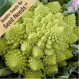  30 Seeds, Broccoli Romanesco (Brassica oleracea) Seeds 