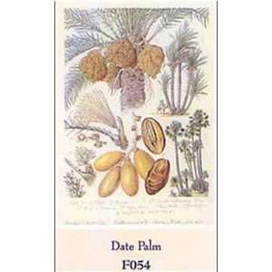  Date Palm    Print