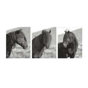 Wild Stallion Triptych by Claude Steelman, 24x12
