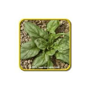  1/4 Lb   Razzle Dazzle   Bulk Spinach Seeds Patio, Lawn 