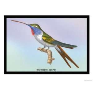  Hummingbird Trochilus Vesper Giclee Poster Print by Sir 
