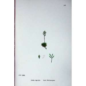  Botany Plants C1902 Rock Whitlow Grass Draba Rupestris 