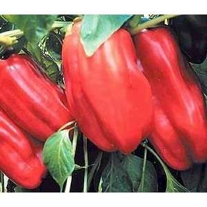  Sweet French Vidi Pepper 20 Seed/Seeds   French Hybrid 