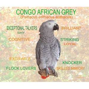  African Grey Parrot Mousepad 