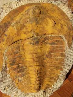   ) Trilobite Sahara Desert Morocco 550 Million Years Old  