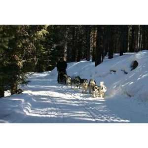  Sled Dog,huskie,dog,sledding,dogsledding,tiger Roa   Peel 