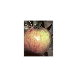  Gravenstein Apple Tree Five Gallon