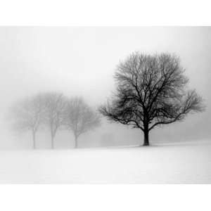  Winter Trees I   Ilona Wellman 27.56x19.6