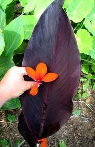 Canna Purple Haze   Tropcial exotic plant  