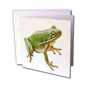  Sandy Mertens Animals   Green Frog   Greeting Cards 12 