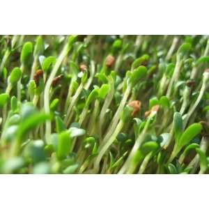  20,000 Organic Alfalfa Seeds Sprouts Sprouting Patio 