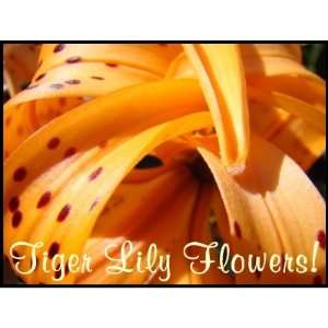  Tiger Lily Flowers stamps Orange Lily Floral Office 