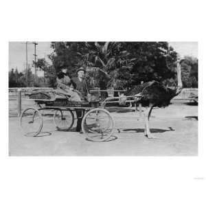 com Los Angeles, CA Ostrich Farm Cart Scene Photograph   Los Angeles 