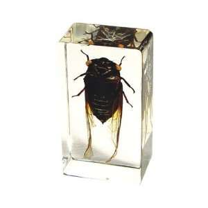   East PW205 Real Bug Paperweight Regular Medium Cicada