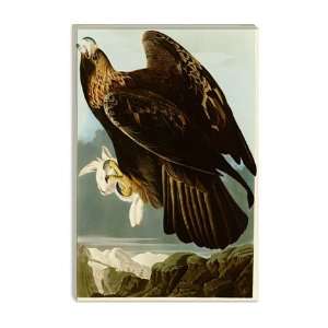 Golden Eagle by John James Audubon Canvas Painting Reproduction Art 