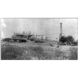   threshing grain,with steam powered threshing machine