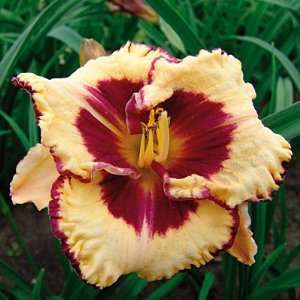  Daylily Open My Eyes Patio, Lawn & Garden