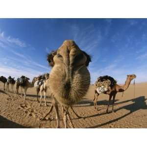  Nose to Nose with a Camel, the Photographer Peter Zooms in 