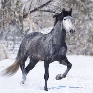  Grey Andalusian Stallion Running in Snow, Berthoud 