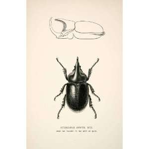   Beetle Andes Mountains   Original Wood Engraving