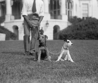   Terrier, Paul Pry, an Airedale, that was originally named Laddie Buck