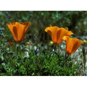 California Poppy, Antelope Valley Poppy Reserve, Ca Photographic 