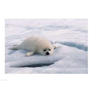  Harp Seal lying on ice floe Poster (24.00 x 18.00)