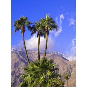  Palm Trees with San Jacinto Peak in Background, Palm 