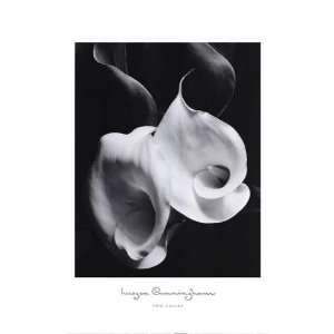  Two Callas Imogen Cunningham. 16.00 inches by 20.00 