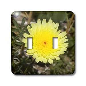   State Park, California   Light Switch Covers   double toggle switch