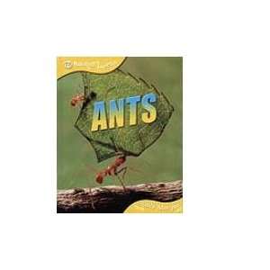  Ants (9781595665348) Sally Morgan Books