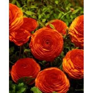  Sunset Ranunculus   10 Bulbs   Size 7+cm Patio, Lawn 